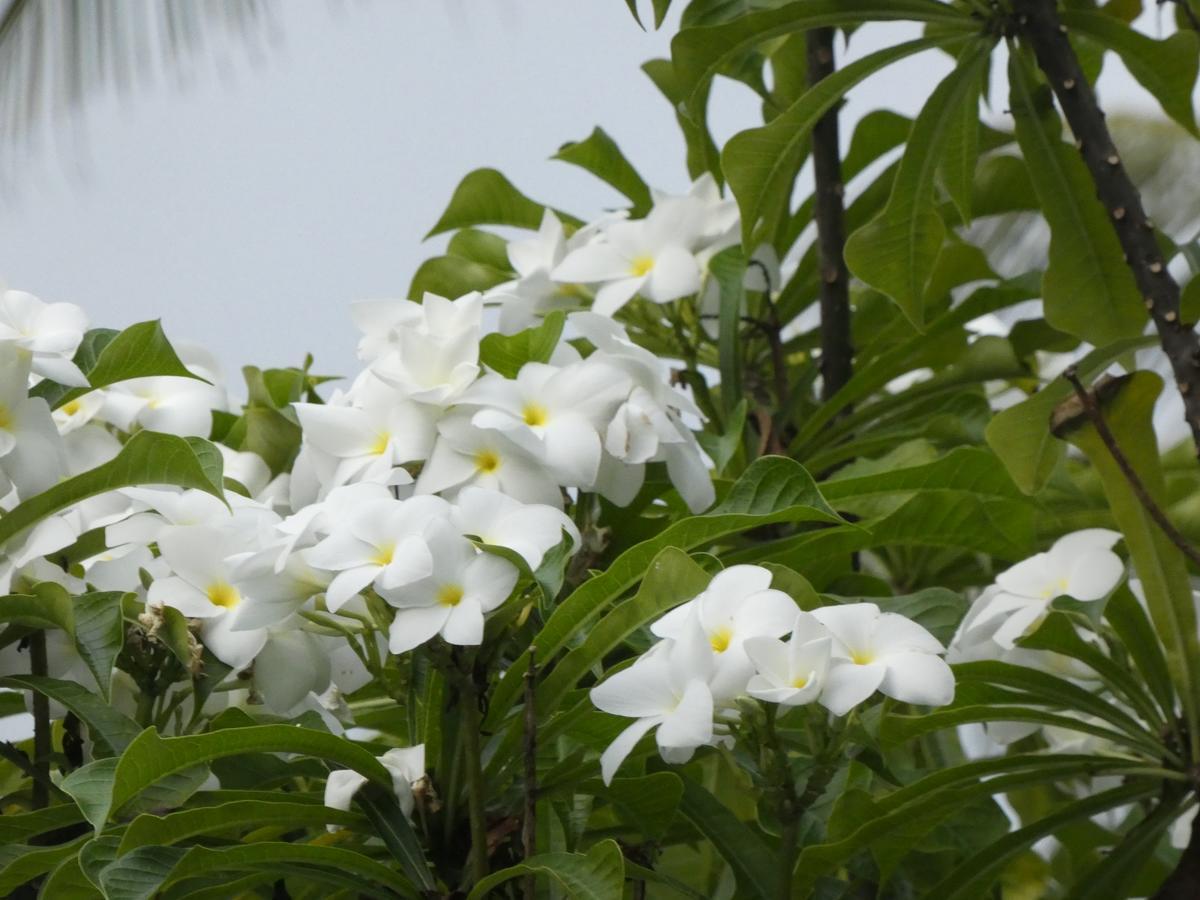 Pahalage Guesthouse Beruwala Ngoại thất bức ảnh